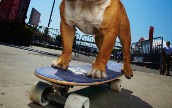 Greičiausiai šuns įveikti 100 m ant riedlentės