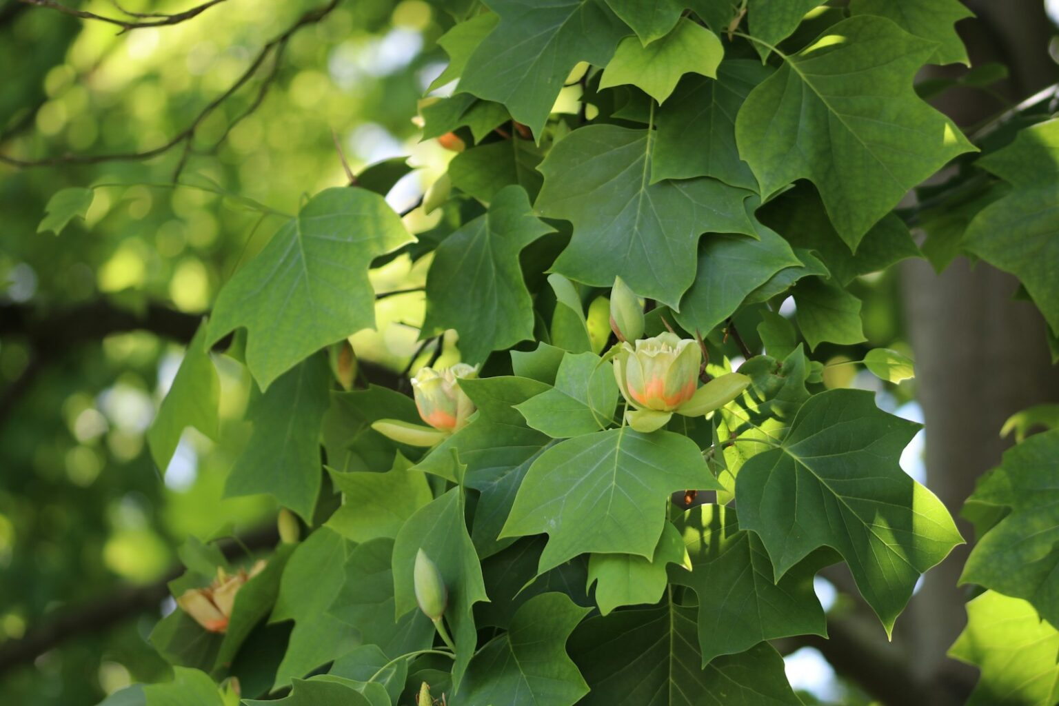 a close up of a tree with leaves and flowers