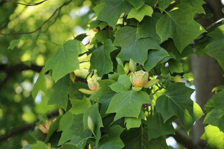 a close up of a tree with leaves and flowers