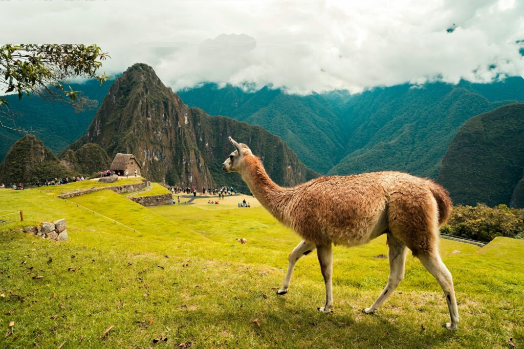 brown llama on green grass field during daytime