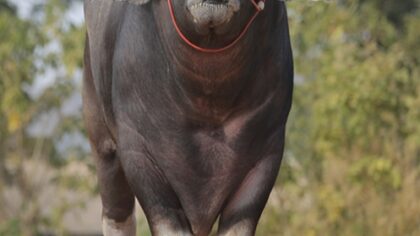 Aukščiausias gyvas vandens buivolas