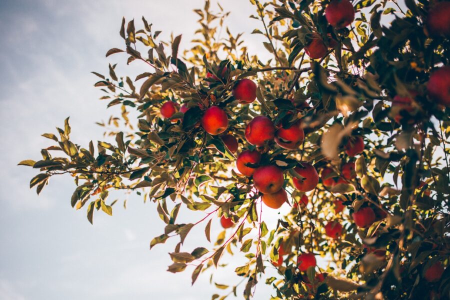 apple tree over sun light and clouds
