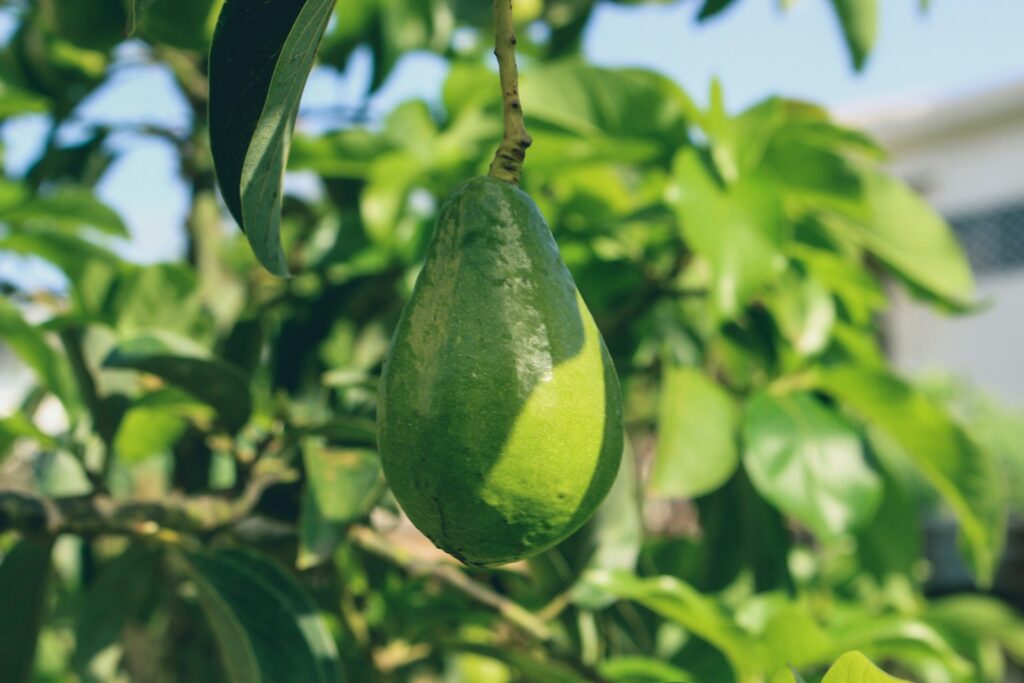 green fruit on tree during daytime