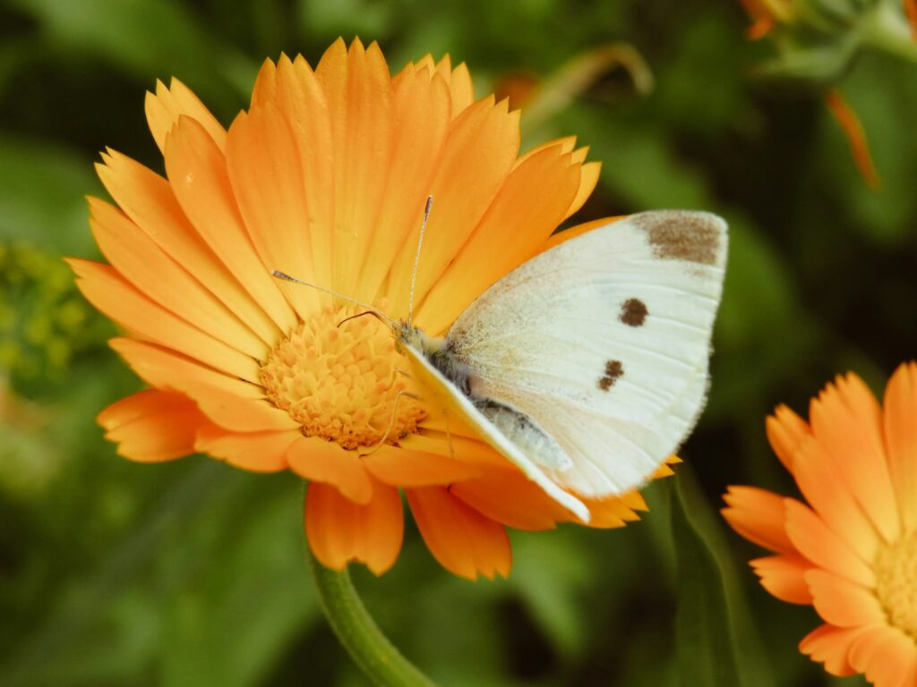 white and brown butterfly on orange daisy flower