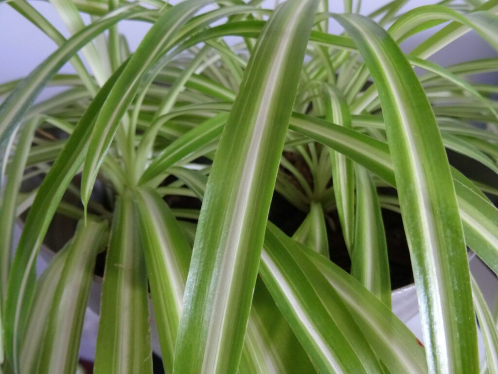 a close up of a green plant with white stripes