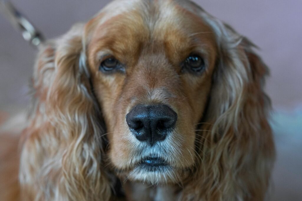 brown long coated dog lying on white textile