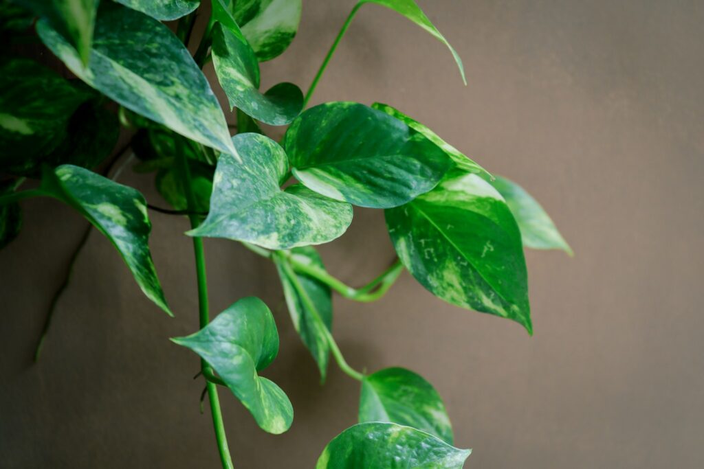 a close up of a plant with green leaves