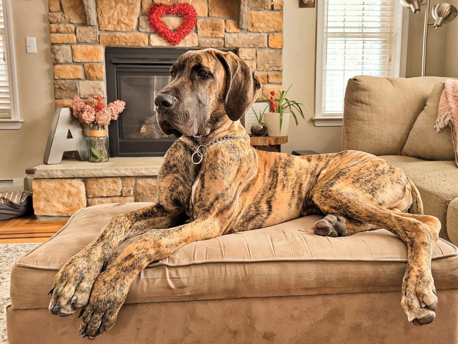 a large brown dog laying on top of a couch