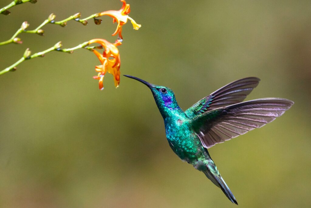 hummingbird near flower