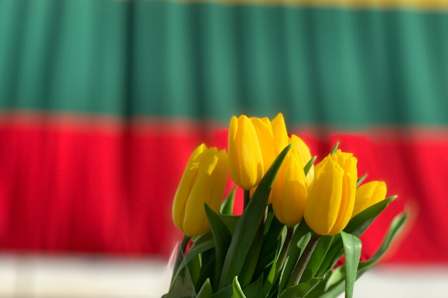 bunch of yellow tulips
