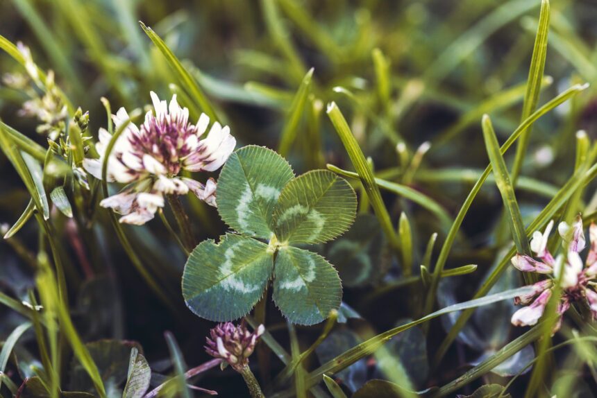 purple and white flower in tilt shift lens