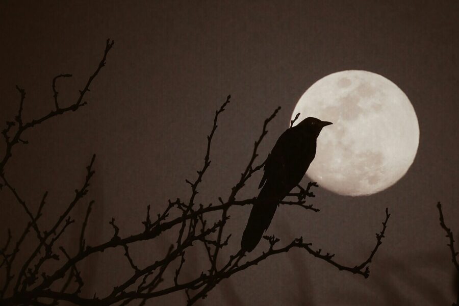 silhouette of bird on bare tree during full moon