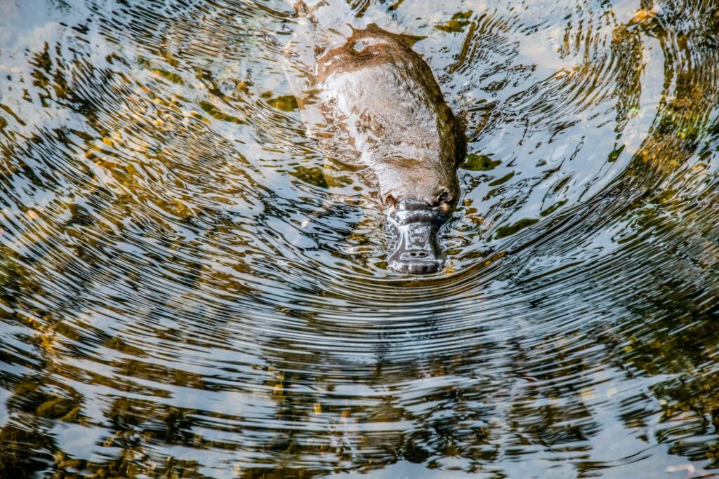 brown duck on water during daytime