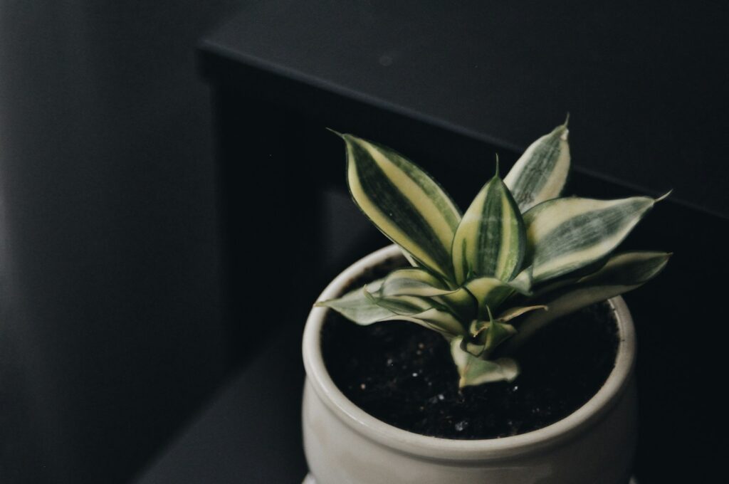 a small potted plant sitting on top of a table