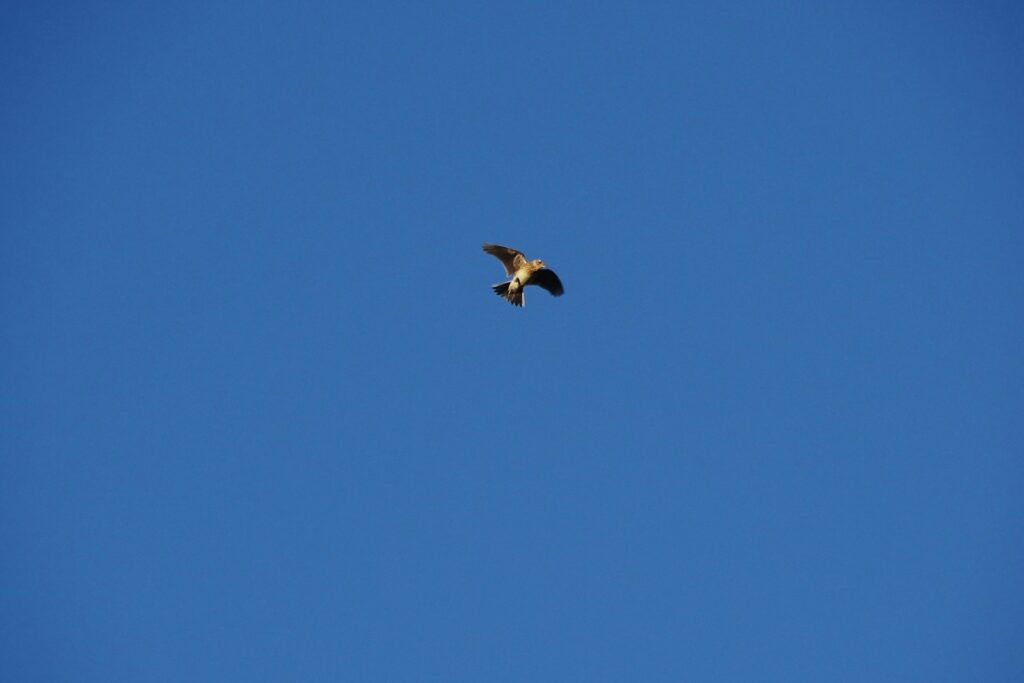 black bird flying under blue sky during daytime