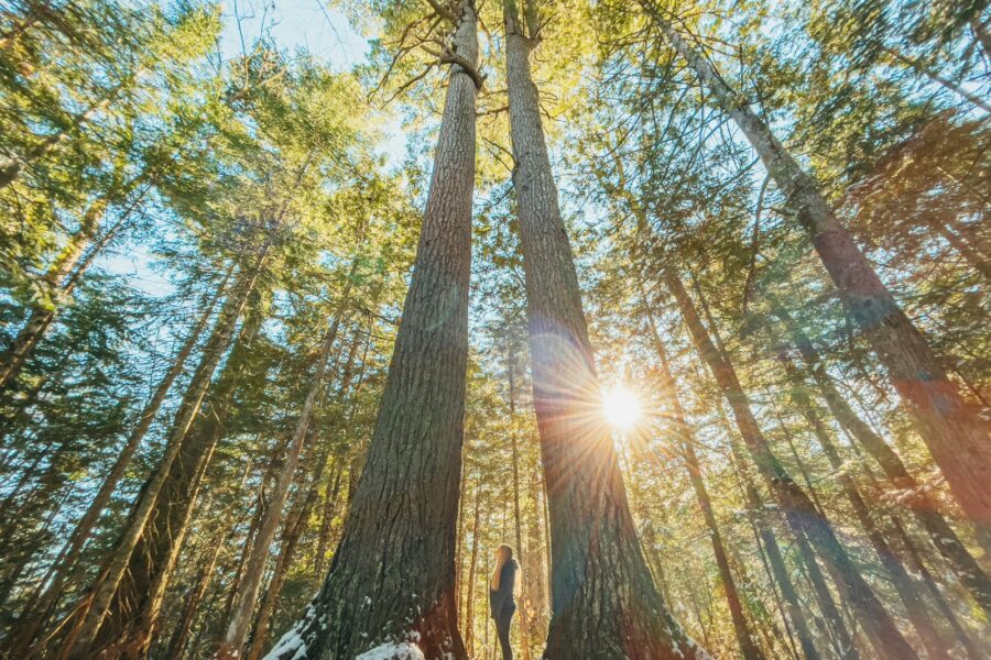 person standing under green trees during daytime