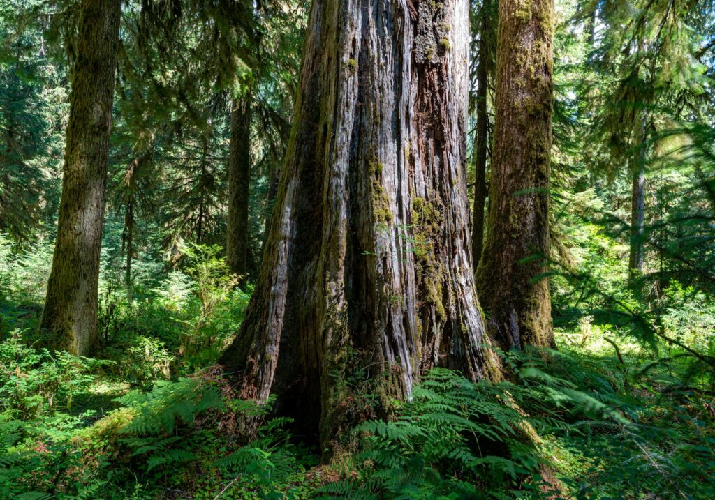 a large tree in the middle of a forest