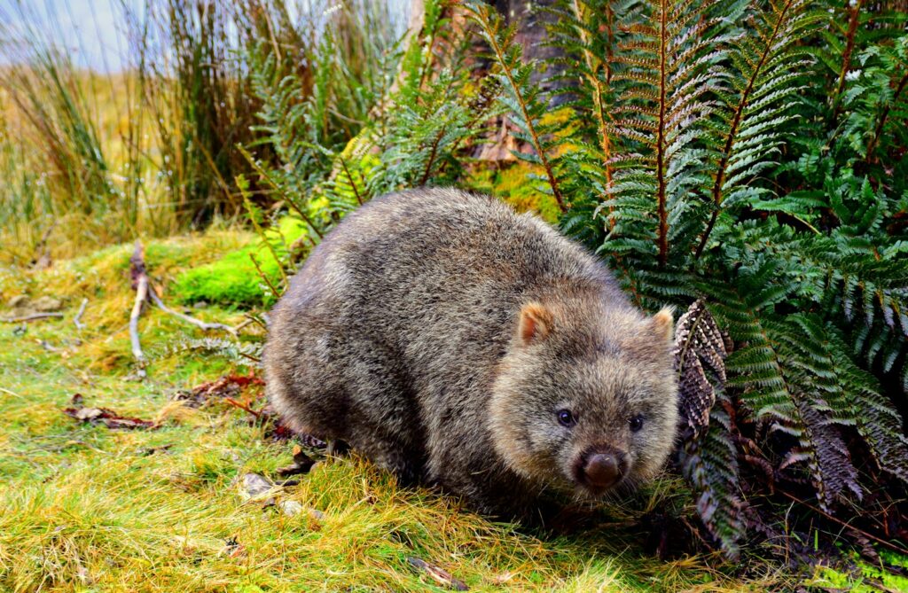 grey rodent on green grass