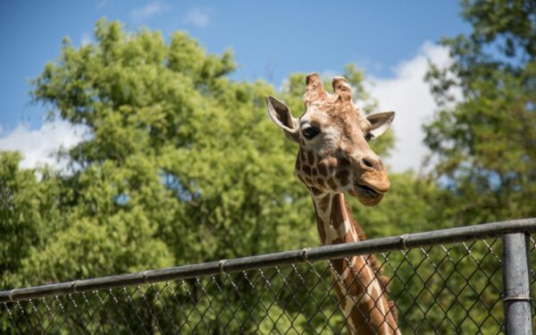 Lietuvos zoologijos sodas – tai ne tik vieta, kur galima susipažinti su įvairiais gyvūnais: gyvūnų širdžių paslaptys, sužinokite, kas plaka zoologijos sode
