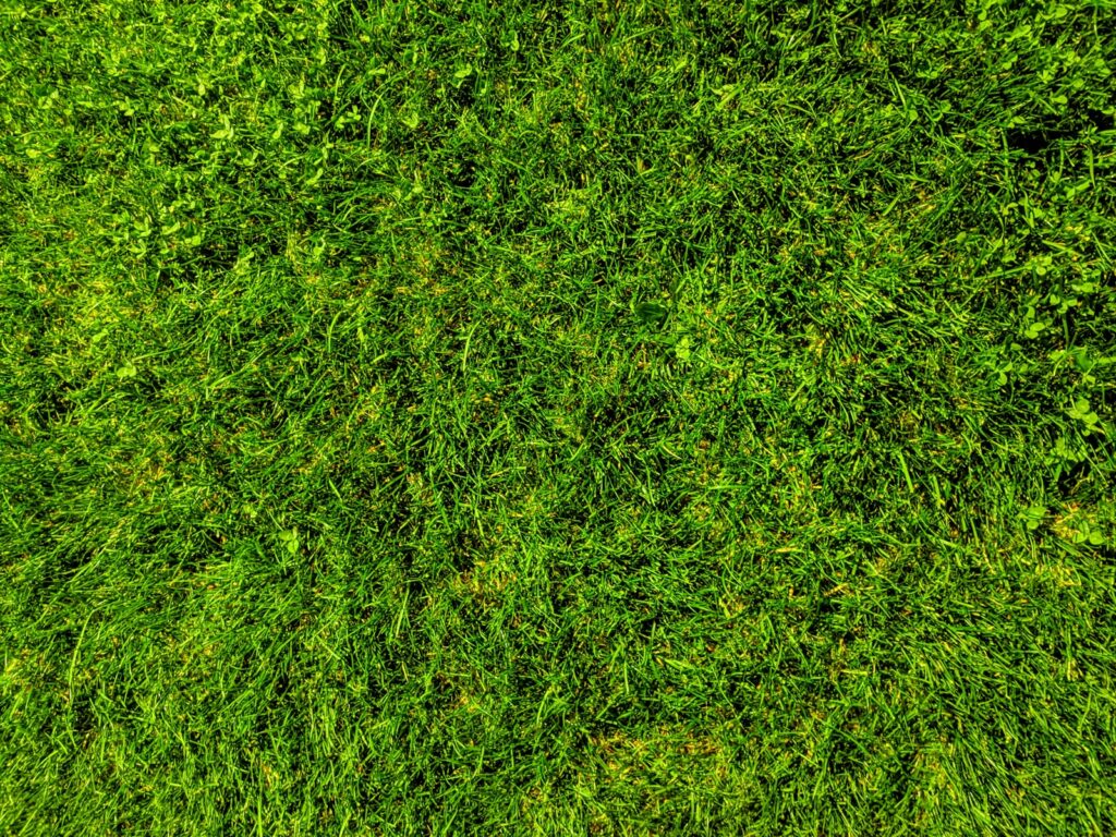 green grass field during daytime