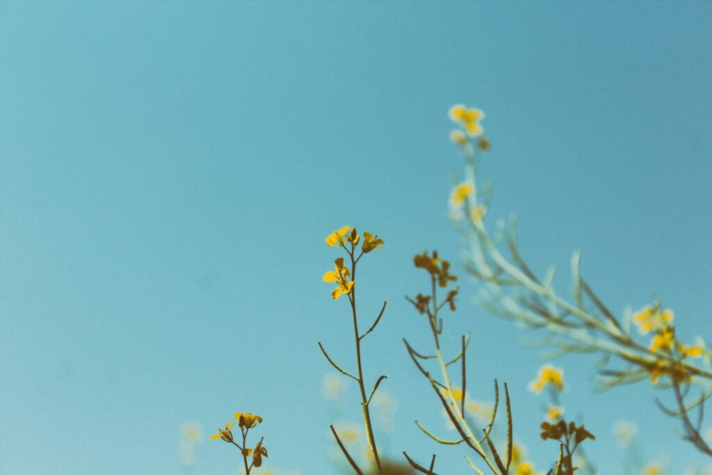 portrait photography of yellow petaled flower