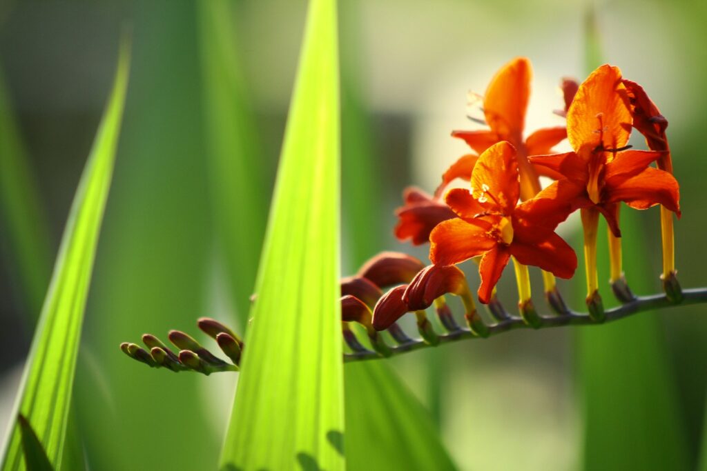 red and yellow flower in macro photography