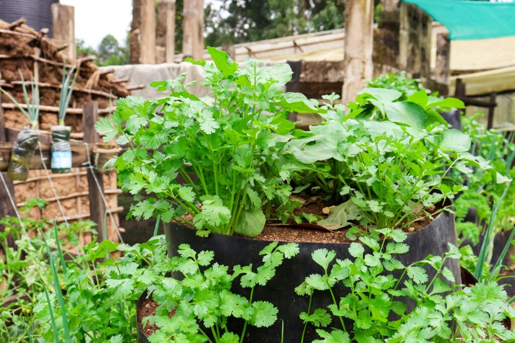 a garden with plants