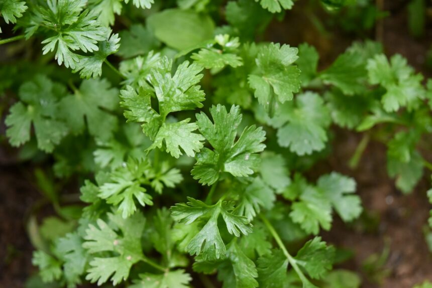 green plant in close up photography