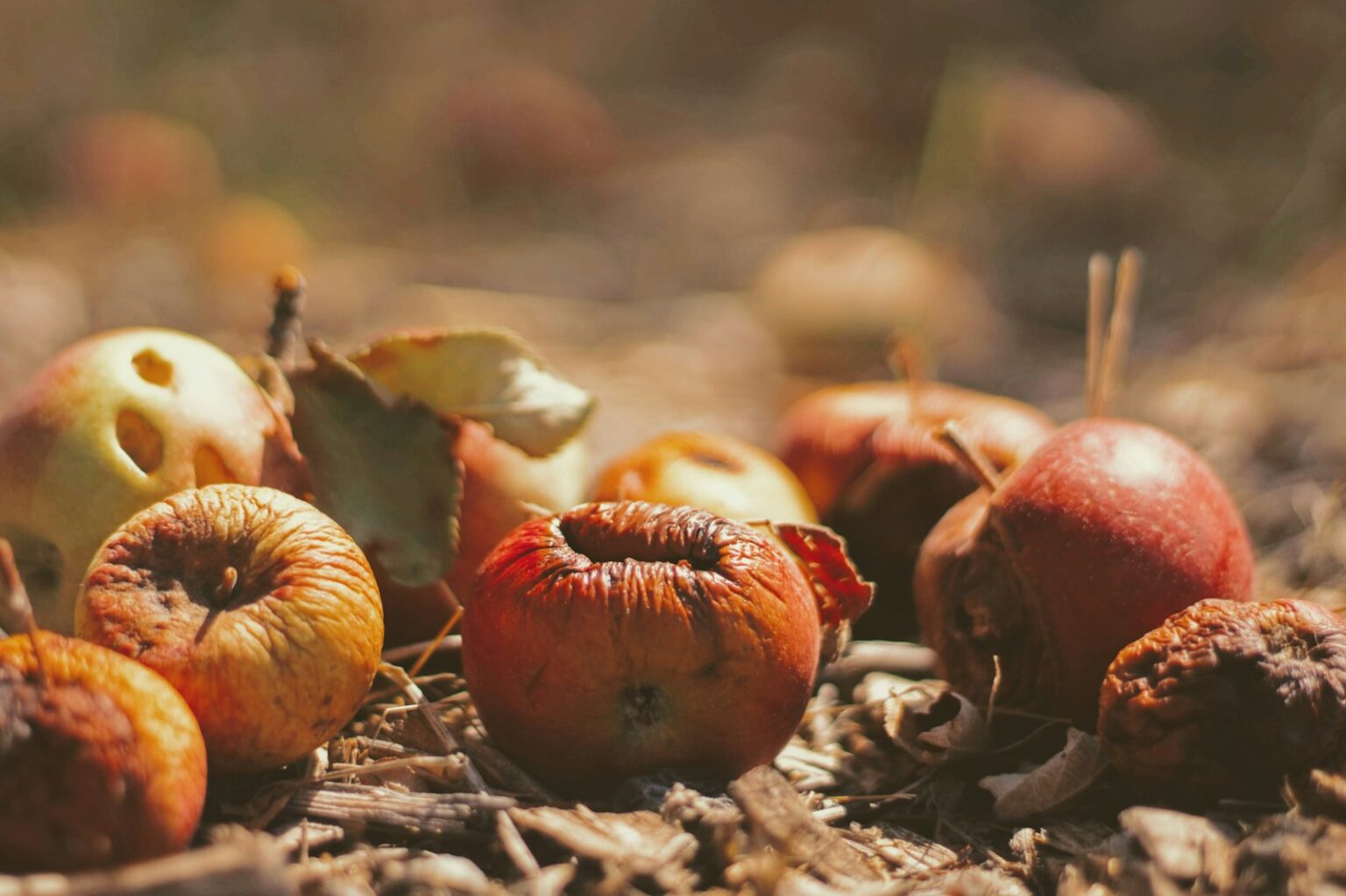 selective focus photography of dried fruits on field
