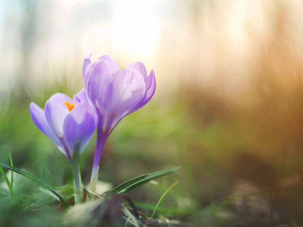 close-up photo of purple petaled flower