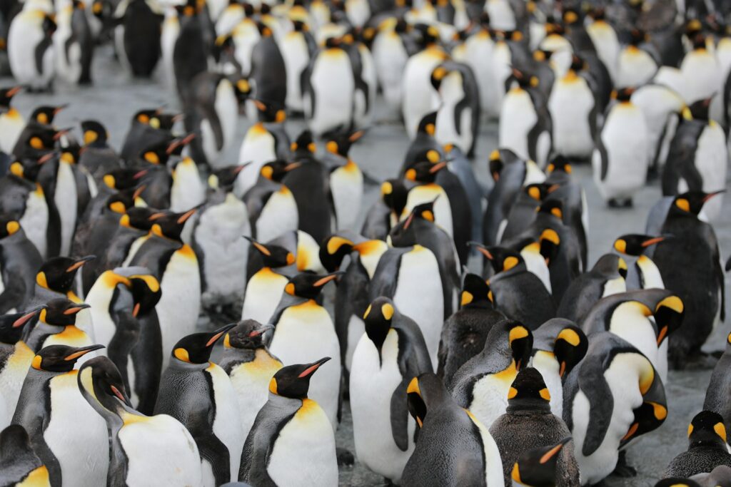 penguins on green grass during daytime