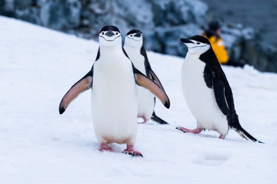 penguins on snow covered fields during daytime