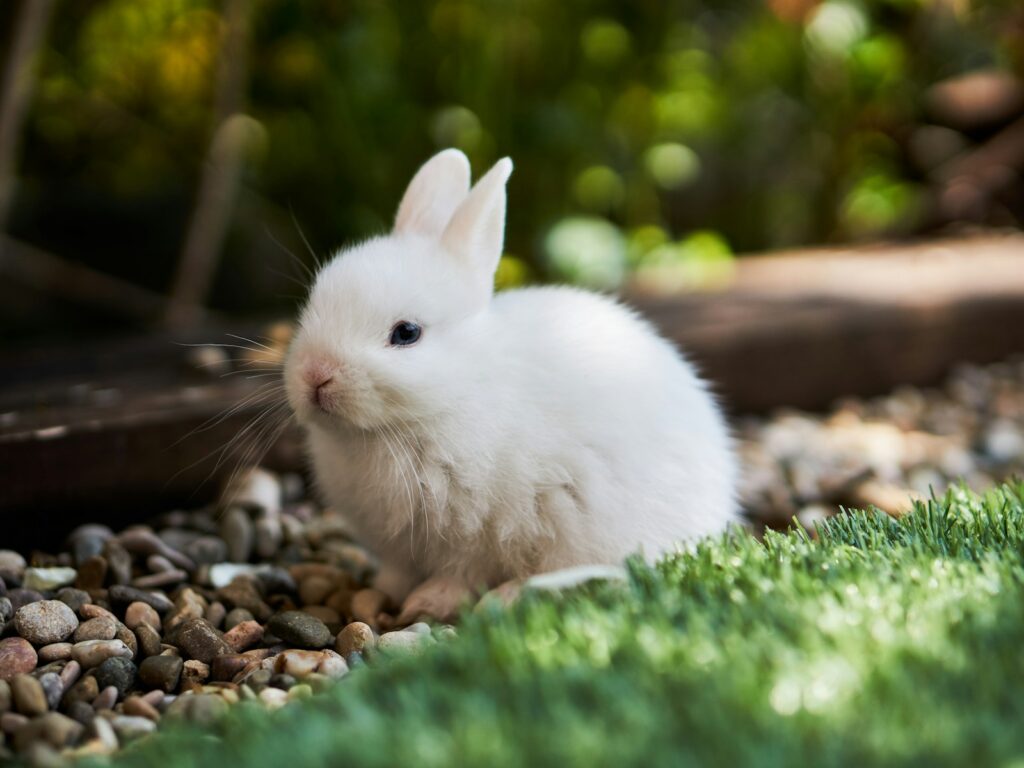 white rabbit on green grass