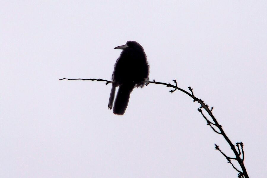 black bird on brown tree branch during daytime