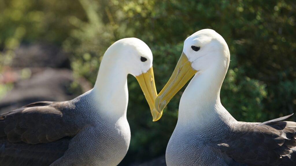 whtie and gray swan