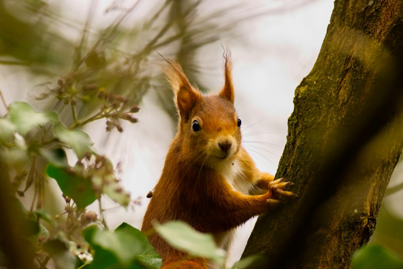 brown squirrel on tree branch