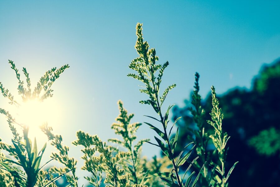 shallow focus photography of green plant