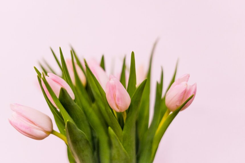 pink tulips in close up photography