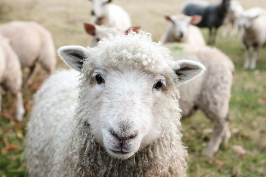 white sheep on green grass during daytime