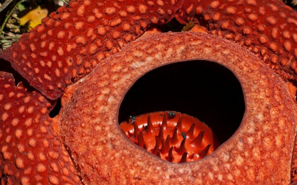 Didžiausios gėlės Žemėje: nuo dvokiančios „lavono gėlės“ iki milžiniškų kalnų augalų milžinų
