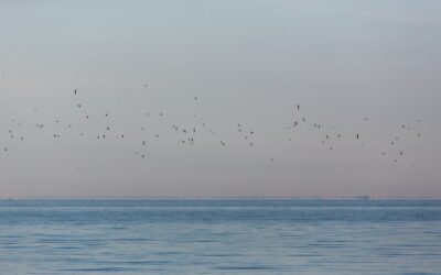 Ilgiausios gyvūnų kelionės planetoje: kas nukeliauja tūkstančius kilometrų ir kodėl tai svarbu mums