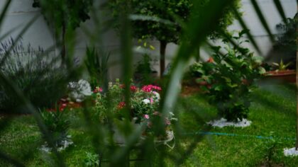 Neįprastos augintinių laidotuvės ir pomirtiniai „vakarėliai“: kaip žmonės atsisveikina su žiurkėnais, tarakonais ir net akmenimis
