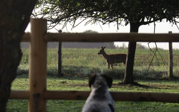 Neįprastos bičiulystės tarp rūšių: kaip gyvūnai susidraugauja per tvoras, narvus ir žemyne atstumus