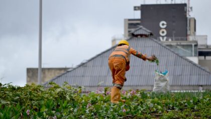 Nematomų kaimynų sodai: kaip ant stogų dygsta daržai, kuriuose auga ir bulvės, ir vyšnios