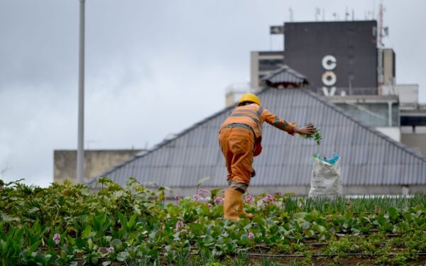 Nematomų kaimynų sodai: kaip ant stogų dygsta daržai, kuriuose auga ir bulvės, ir vyšnios