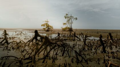 Didžiausi Žemės mangrovių miškai: kaip šios pakrančių girios tampa tyliais klimato ir gyvybės skydais