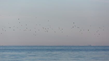 Keisčiausi paukščių skrydžio pasiekimai: nuo ilgiausių kelionių ore iki miego plasnojant
