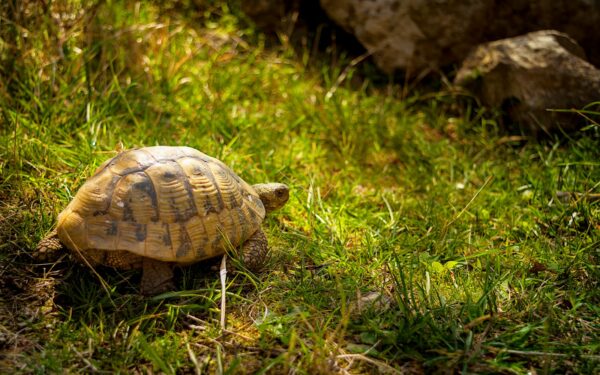 Lėčiausi greičio rekordai: nuo vėžlio „lenktynių“ iki interneto, kuris vos juda