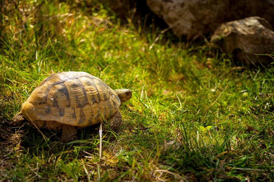 Pagrindinė iliustracija