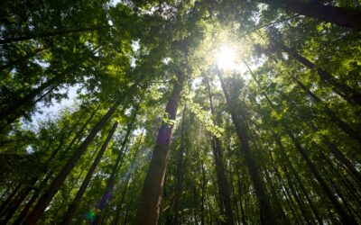 Saulės šviesos medžiotojai: kaip augalai muša energijos įsisavinimo rekordus ir ką iš to galime pasimokyti